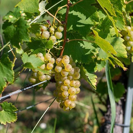 Kellerstoeckl Am Berg Βίλα Eisenberg an der Pinka Εξωτερικό φωτογραφία
