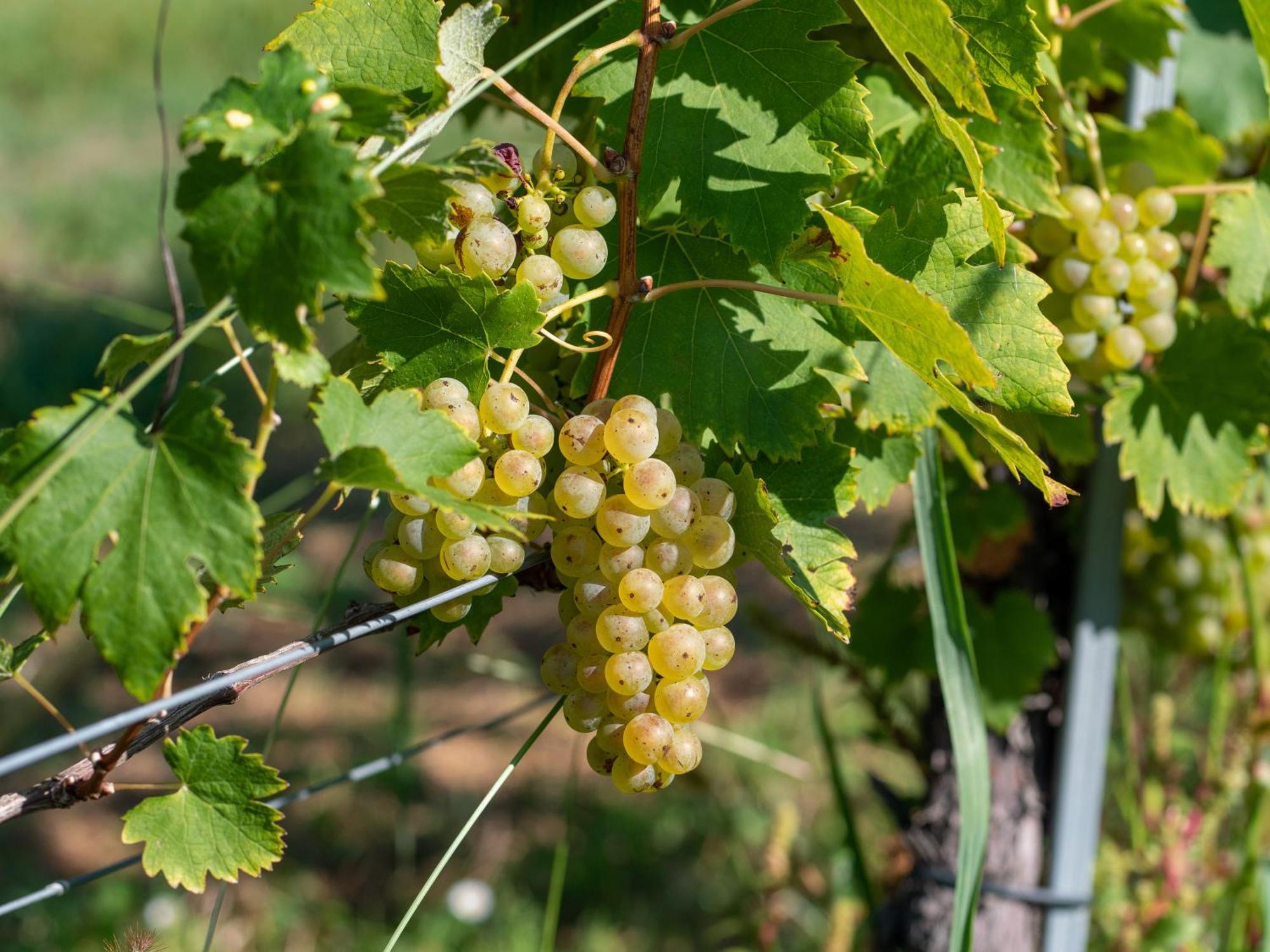 Kellerstoeckl Am Berg Βίλα Eisenberg an der Pinka Εξωτερικό φωτογραφία